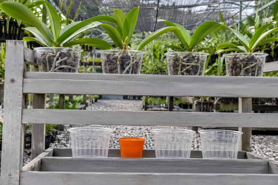 Giàn gỗ hai tầng trong vườn lan, nhìn xuyên nan giàn, chậu lan ở tầng trên, một chậu nhựa cam nhỏ ở tầng dưới